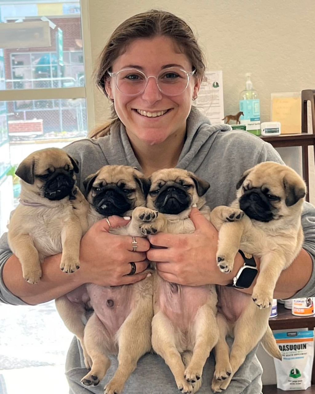 Adorable pure breed pug