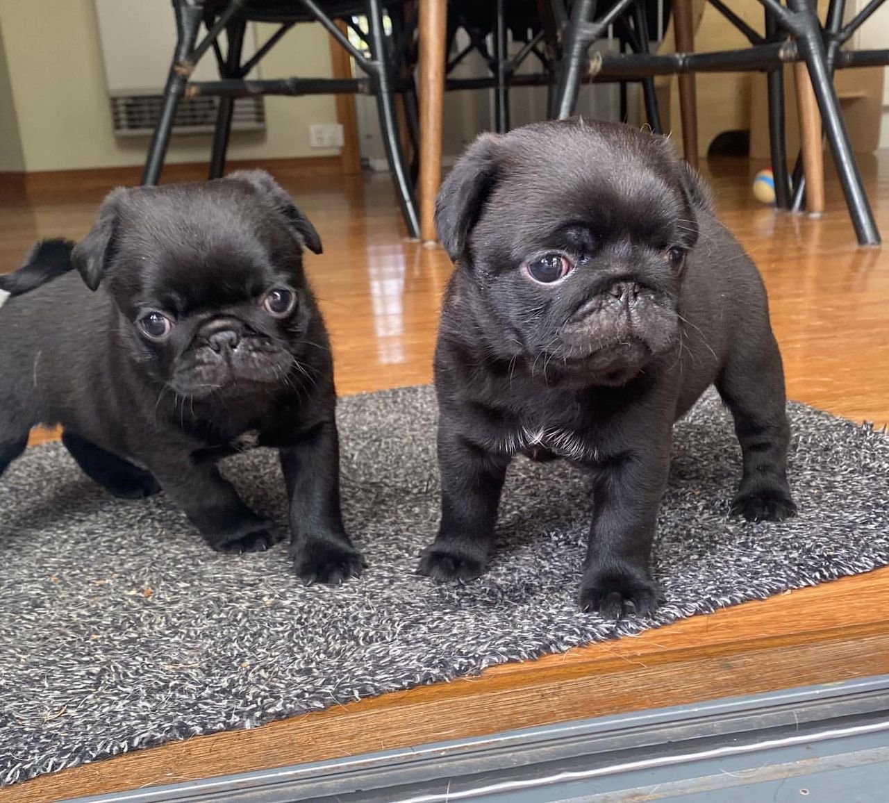 WhatsApp Image 2025-10-06 at 00.01.02